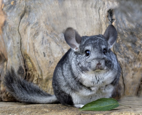 chinchilla como mascota