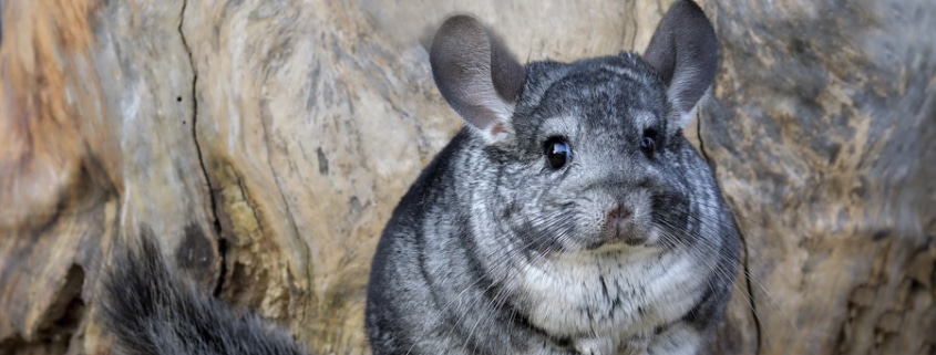 chinchilla como mascota