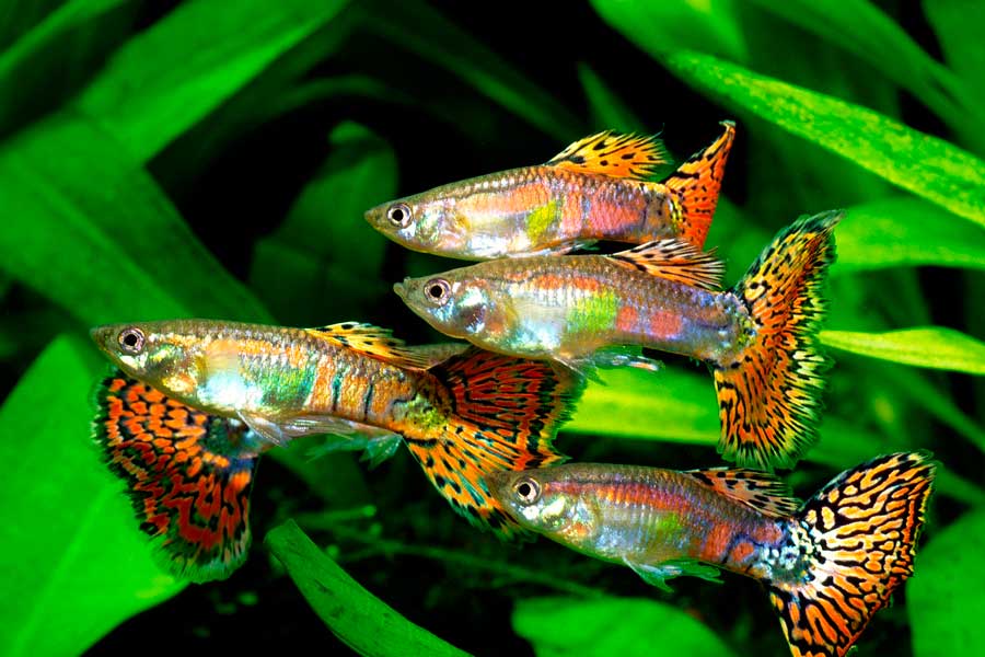 compatibilidad peces guppy