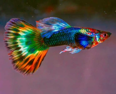 cuidados de los peces guppy