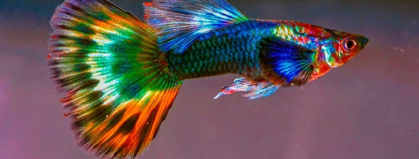 cuidados de los peces guppy