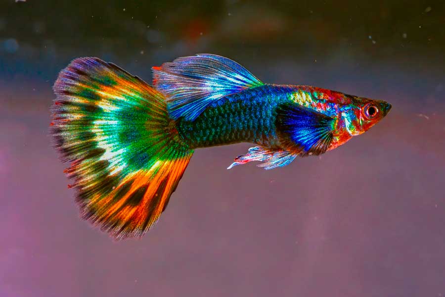 cuidados de los peces guppy