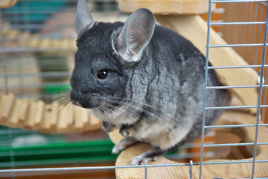 cuanto vive una chinchilla