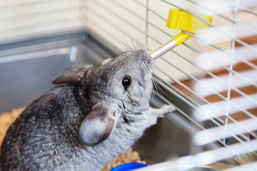 que comen las chinchillas