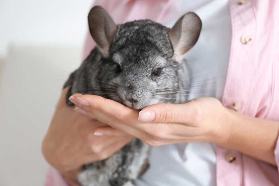 tener una chinchilla como mascota